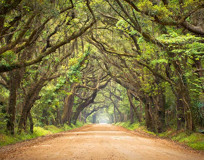 Allee in South Carolina Teaser