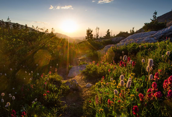 Colorado - Rocky Mountain Nationalpark - Wildblumen