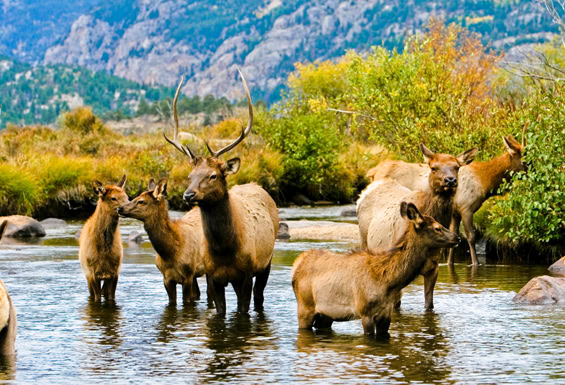 Colorado - Rocky Mountain Nationalpark - Wildsichtung
