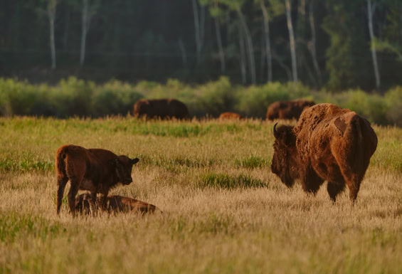 Grand Teton - Bisonherde