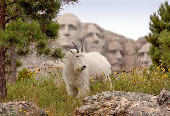 Mount Rushmore - Ziege