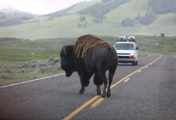 Yellowstone Nationalpark - Bison