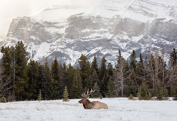 Banff-Tierwelt-im-Schnee