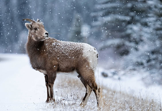 Jasper-Tierwelt-im-Winter