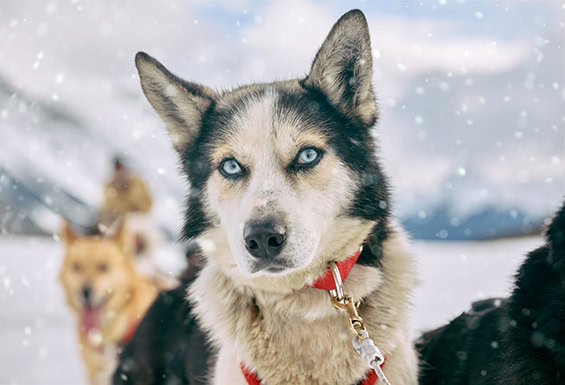 Lake-Louise-Schlittenhund